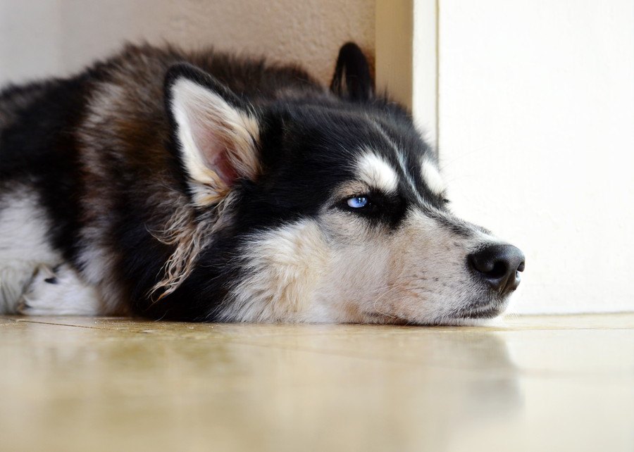 無愛想な犬の特徴４選