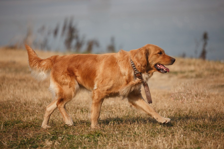 犬の歩き方がおかしい原因と考えられる病気