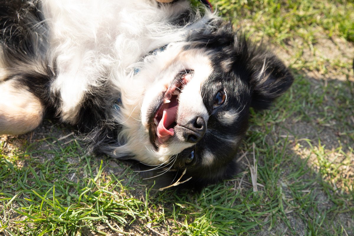 犬が体をくねくね動かす6つの心理や原因とは？その可愛らしい理由や病気を見分けるポイントまで解説