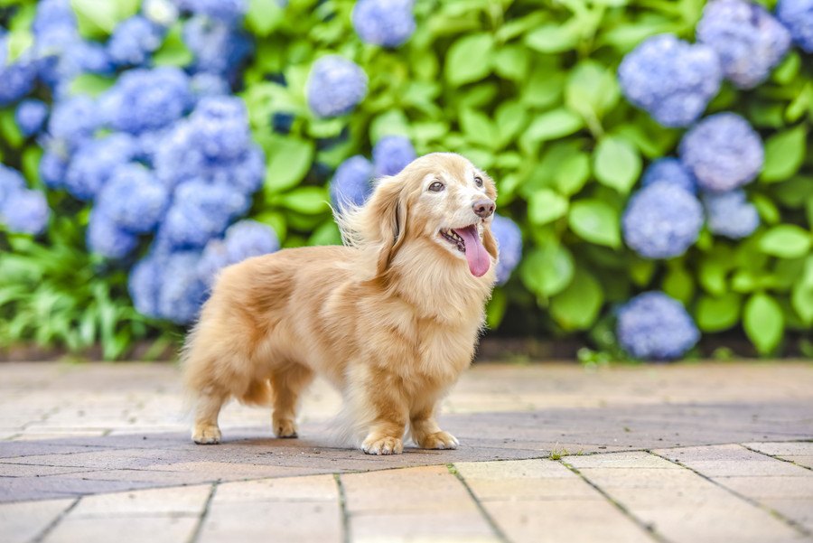 あなたは『犬にとっての理想的な飼い主』になれていますか？