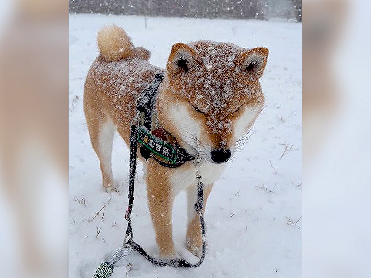 大雪の中お散歩に行った犬…雪が降りすぎて『目が開けられなくなってしまう』光景が418万再生「かわいい」「完全に揚げパン」の声