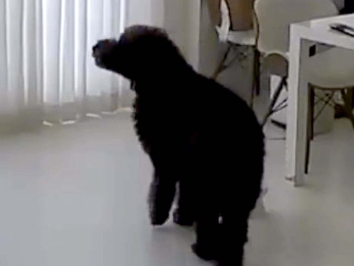 女性が交通事故で緊急入院→家に残された犬を病室から確認したら…涙が止まらない『まさかの光景』と『再会の瞬間』が139万再生「究極の愛」