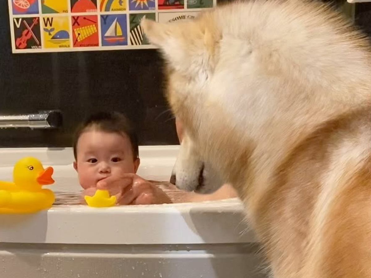 お風呂が大嫌いなはずのハスキー犬が、なぜか駆けつけてきて…『可愛すぎる理由』と微笑ましい光景に「ニコニコしちゃった」「可愛い」の声