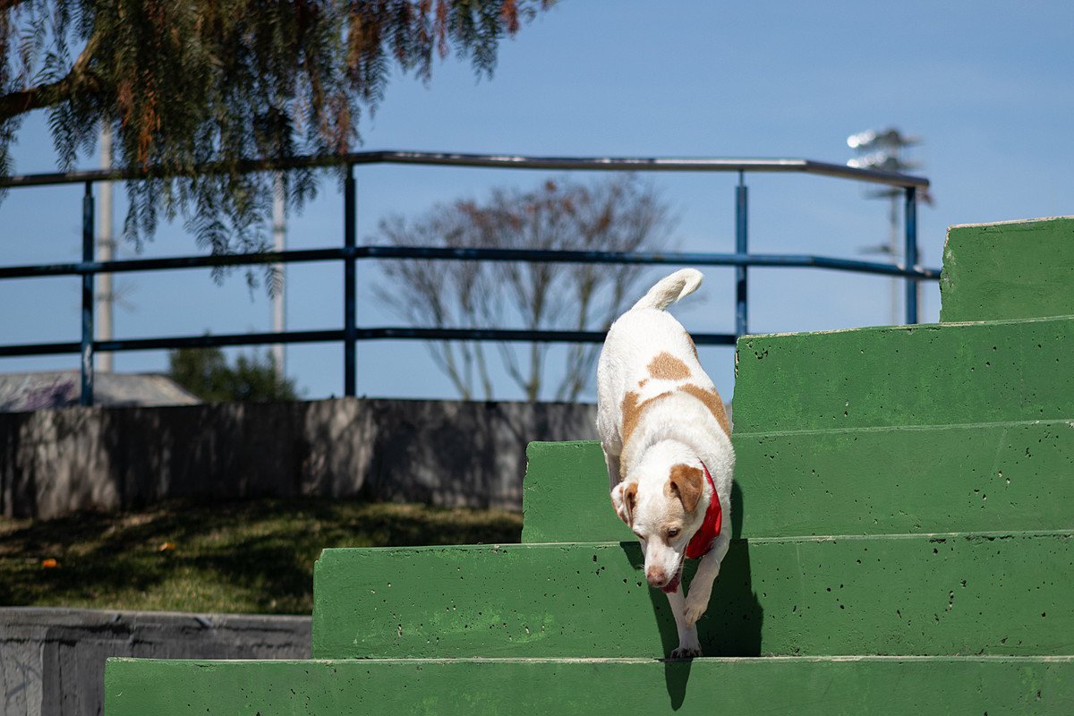 犬に階段を上り下りさせるのは危ない？危険とされる4つの理由と特に注意すべき犬種をご紹介