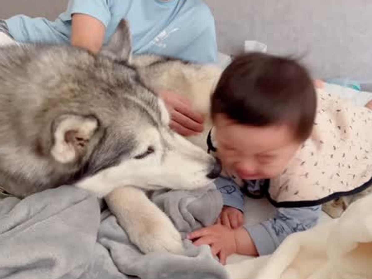 赤ちゃんの鼻水を拭いたら大号泣→ハスキー犬が慰めようとして…心配で見せた行動が尊すぎると4万再生「優しい」「弟想いで素敵」と絶賛の声