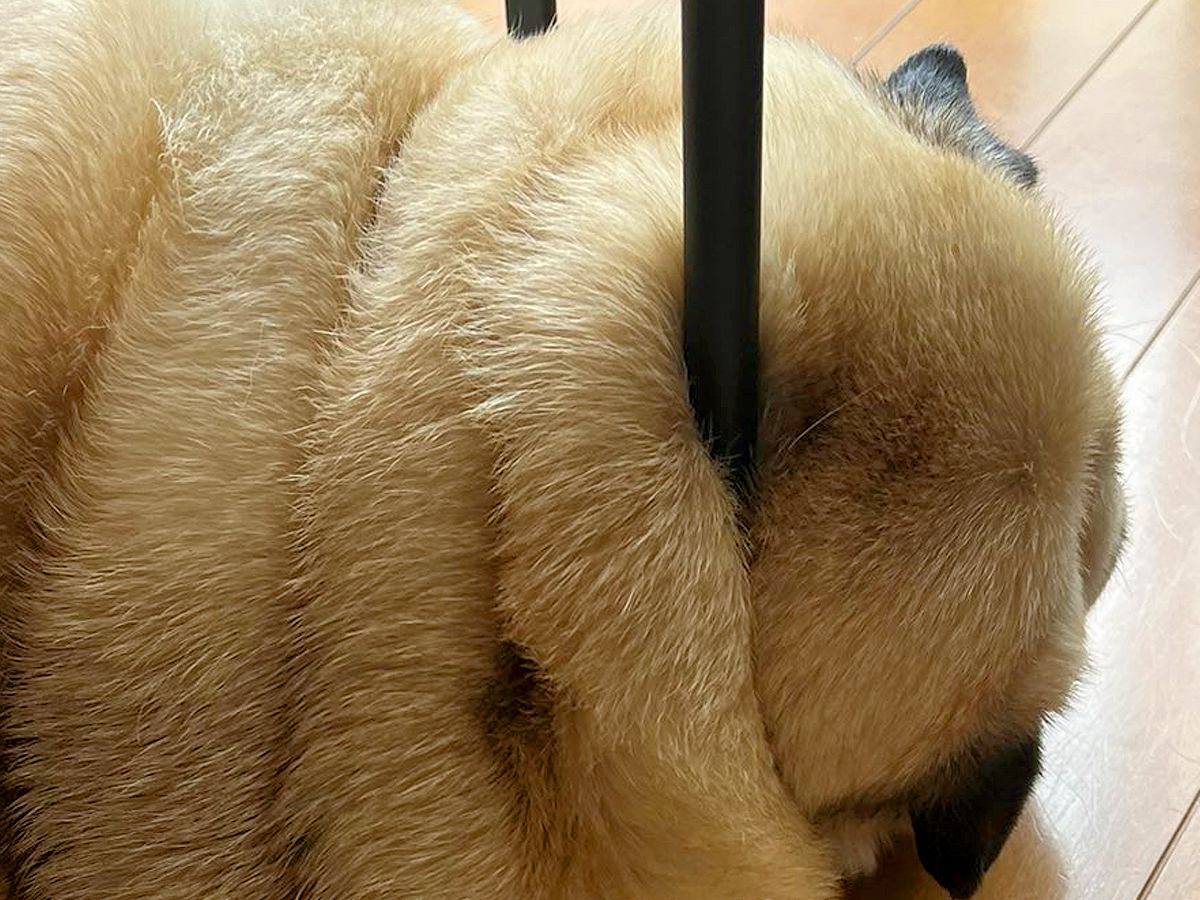床で寝ている犬を撮影→よく見ると…まるでマジックのように『首が貫通してしまう光景』に「箸に摘まれた餅かと」「バームクーヘンで草」と爆笑