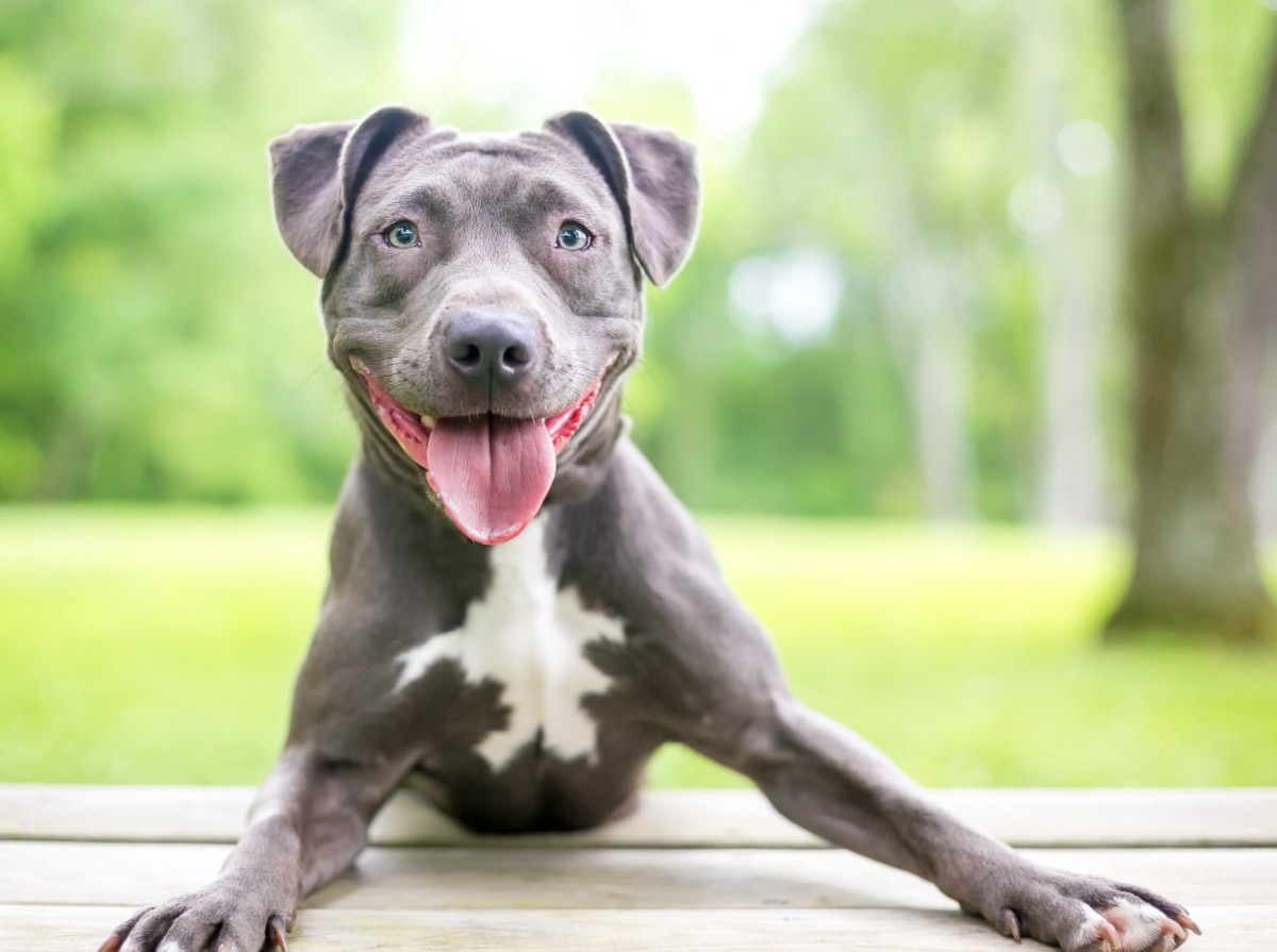 犬が飼い主に突進してくる時の心理４選