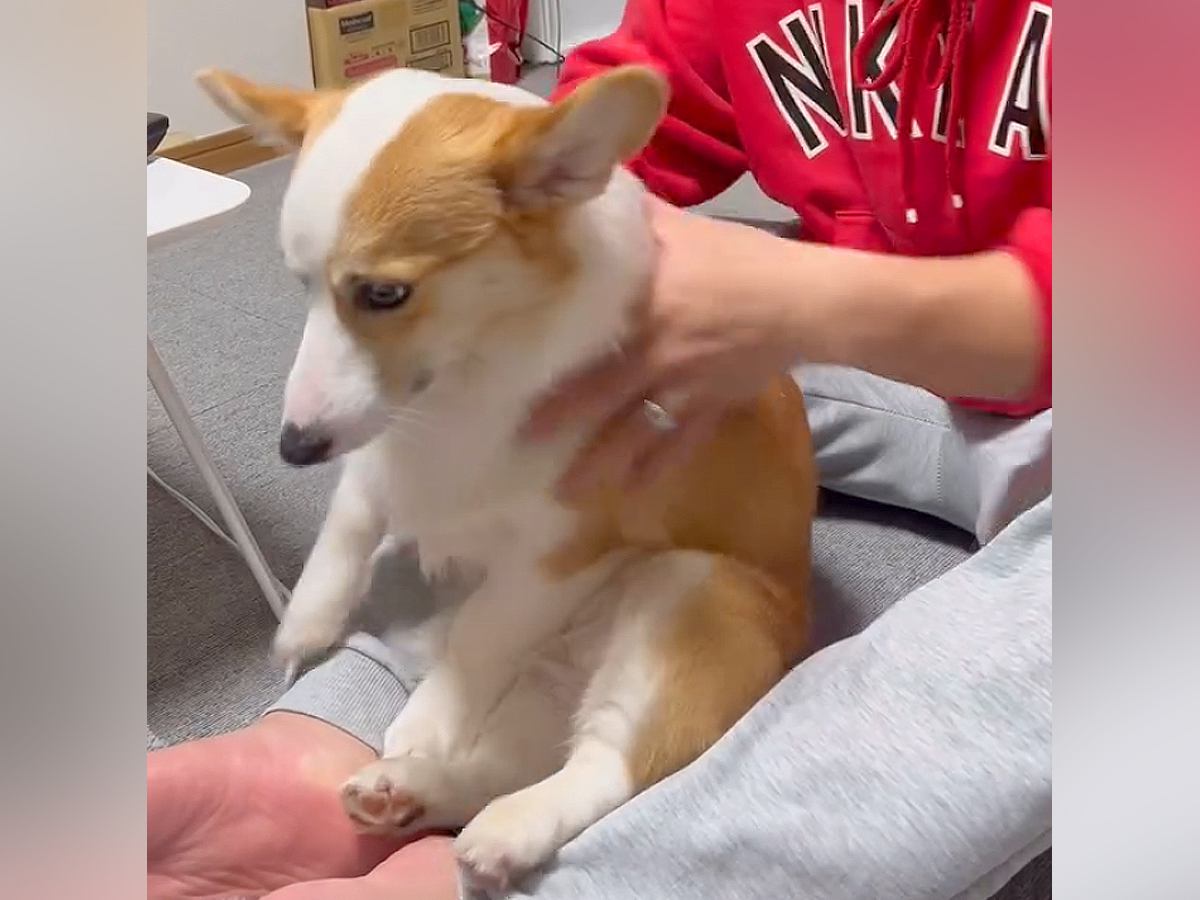 膝に乗る犬をどかそうとした結果→『まだ撫でて』と駄々をこね…絶対に拒否できない『まさかの行動』が420万再生「勢いつけてて草」と絶賛