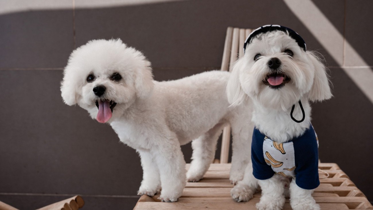シングルコートの犬とは？ダブルコートとの違いから、日本の人気犬種、飼い方まで詳しく解説