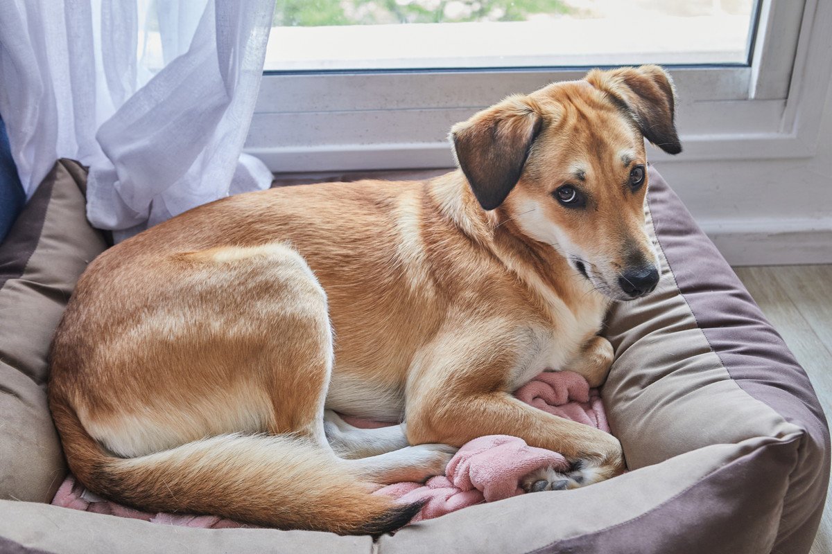 愛犬が『飼い主の帰宅』に興味を示さない…なぜ？4つの理由や心理とチェックすべきポイントとは