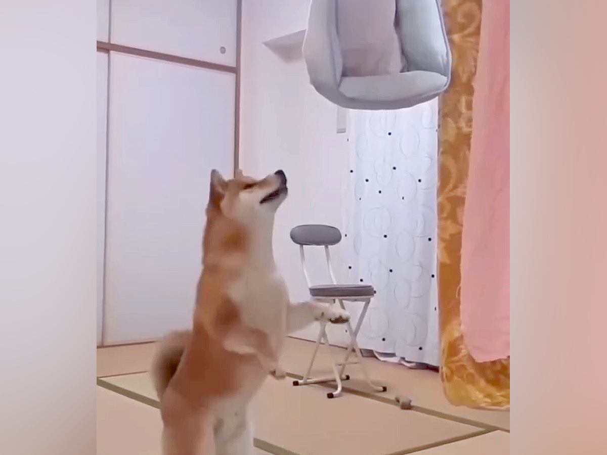 犬のベッドを洗ったら、不満が爆発して…想像以上に『文句タラタラな光景』が76万再生「なんて可愛いクレーマー」「めっちゃなんか言ってて草」