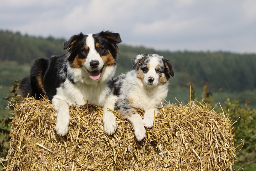 牧羊犬はどうやって羊を集めるの？