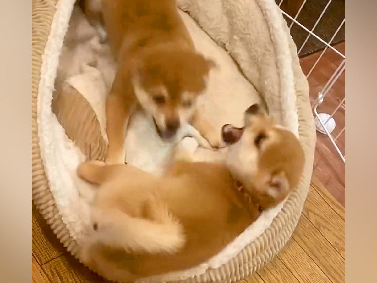 激しい喧嘩をする２匹の赤ちゃん犬→『終わったかな』と思った次の瞬間…予想もつかなかった『まさかの展開』が17万再生「可愛すぎて悶絶」