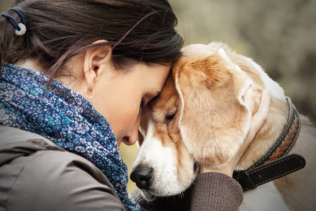 犬が飼い主を『慰めている時』にする行動3つ