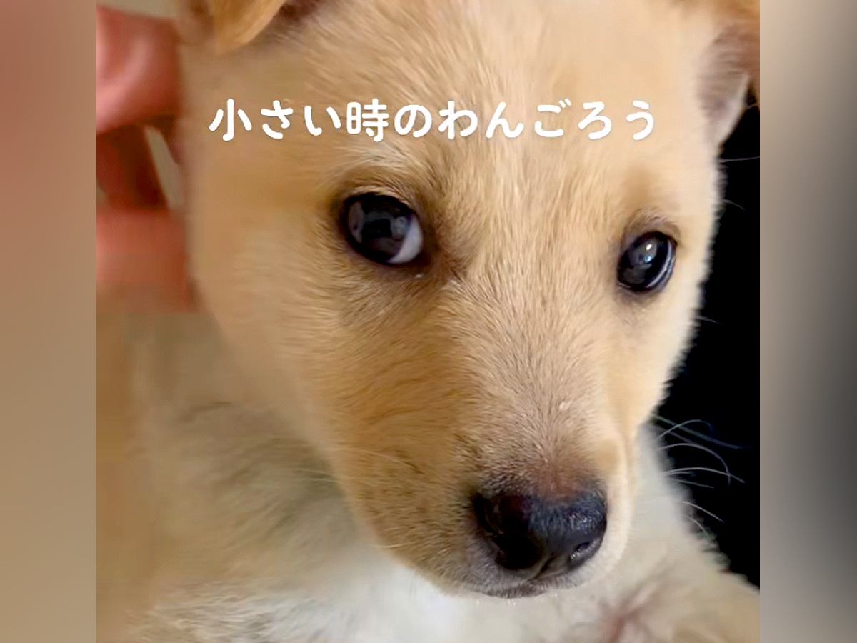 『だれですか…？』可愛らしい赤ちゃん犬が成長→思っていたのと違う『別の犬かと思う光景』に反響「めちゃイケメンｗ」「変わりすぎで草」