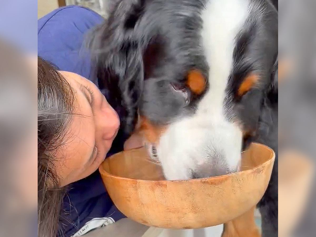 大型犬が『ご飯を食べなくなってしまった』結果…飼い主のたゆまぬ努力と『まさかの対処法』が82万表示「甘えん坊さん過ぎるｗ」賞賛の声も