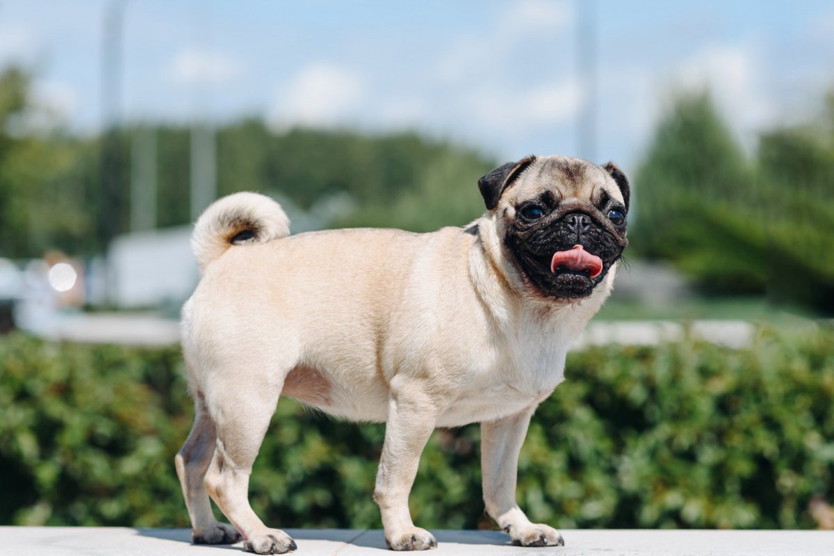 【獣医師監修】パグってどんな犬種？特徴と性格や飼い方・価格相場まで解説