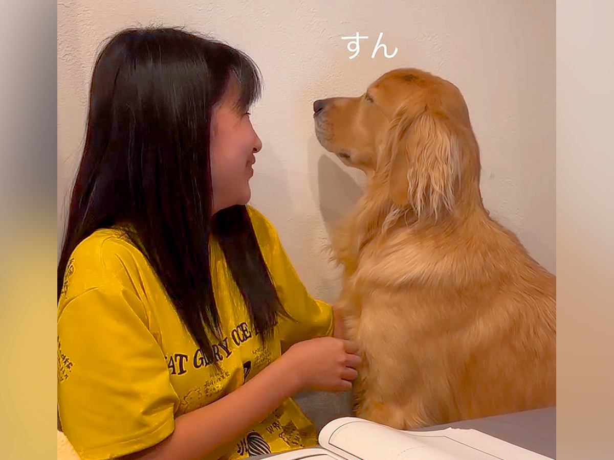 受験勉強中の女の子に構ってもらえず、大型犬が…隣まで来て見せた『まさかの抗議』が74万再生「真顔で草」「分かりやすすぎて可愛いｗ」と絶賛