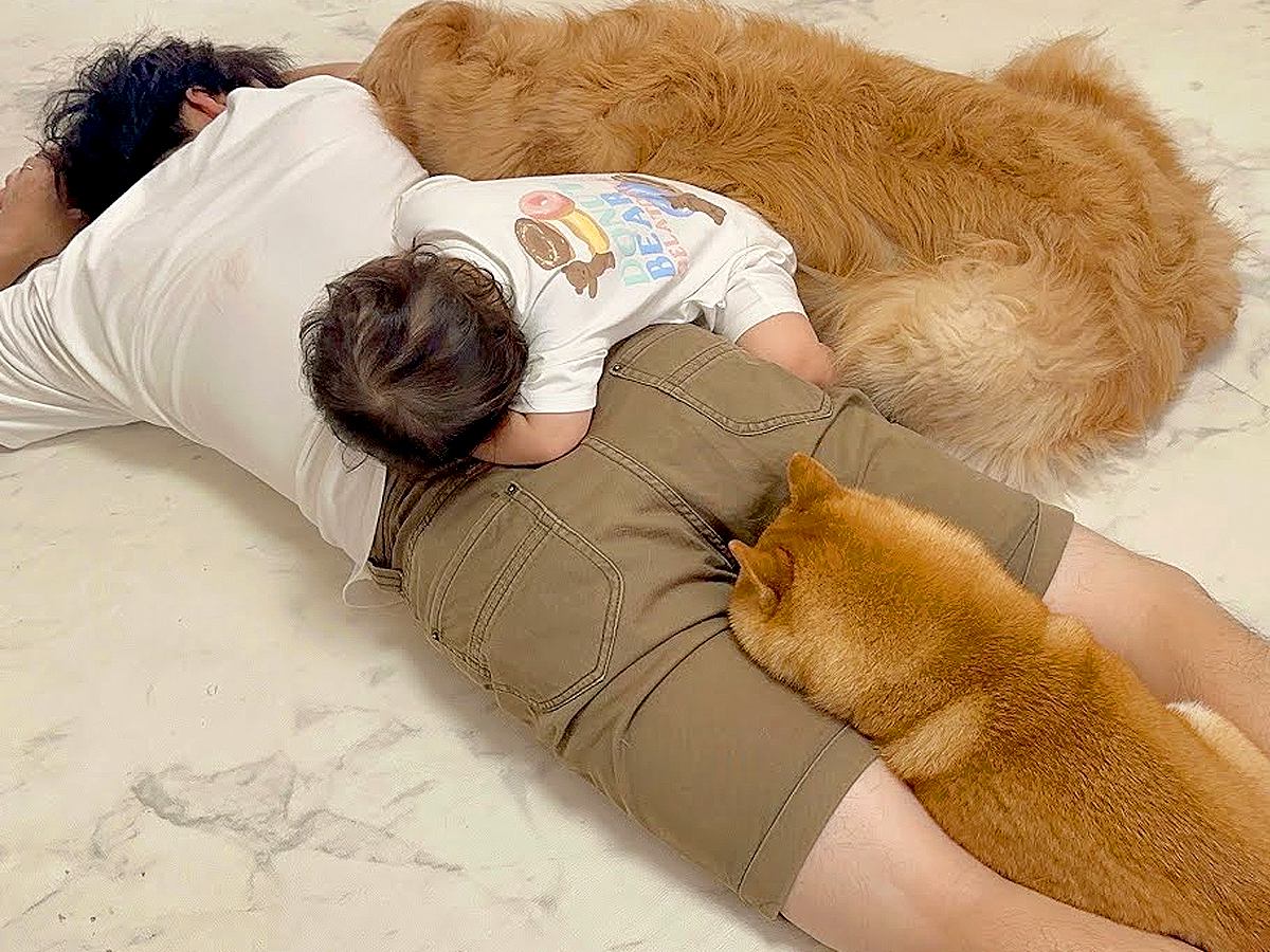 床で転がっていたら、眠たそうにしている2匹の犬が…まさかの『一体化してしまう光景』が85万再生「ズッポリハマってるｗ」「パパｗｗ」と反響