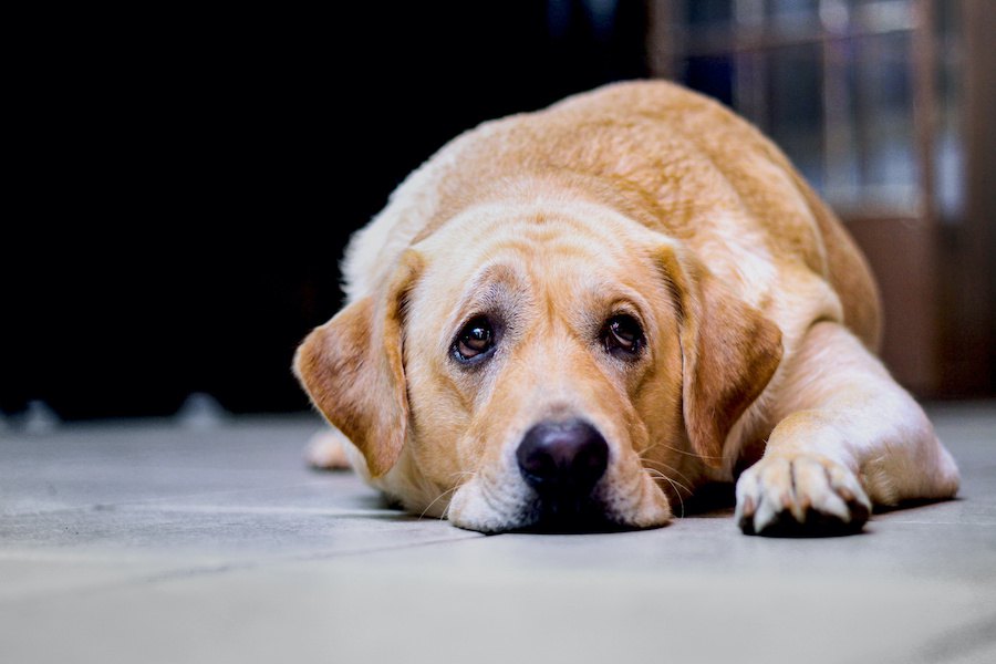 犬の気分が落ち込んでいる時によくする仕草や行動８選