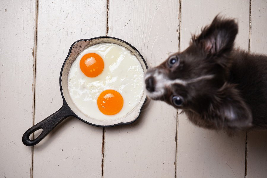 犬に食べさせる時に必ず加熱しなければいけないもの２選