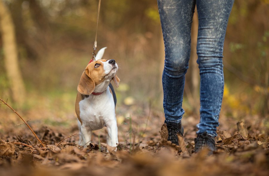 犬の「散歩中の歩き方」で分かる飼い主への気持ち４つ