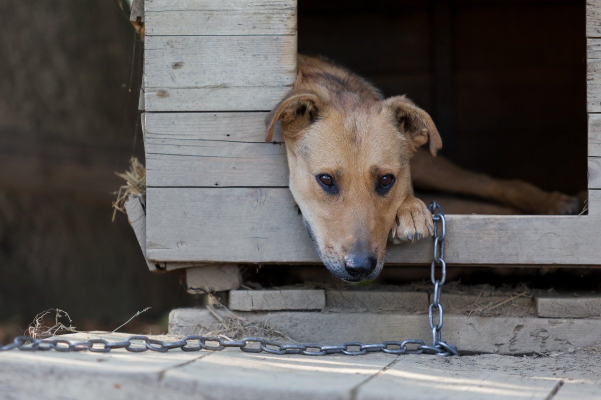 犬の外飼いが『絶対NGな理由』４選　愛犬の命を危険に晒す可能性も…