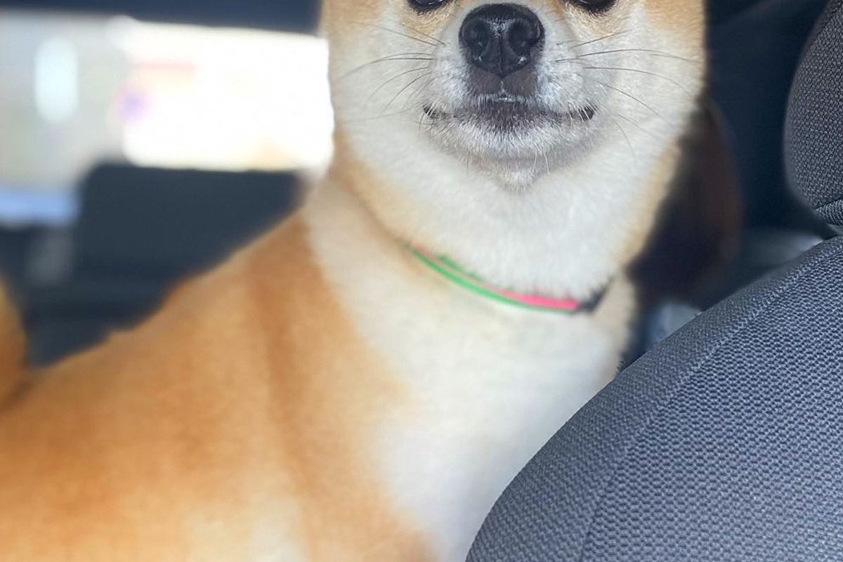 車で帰省し、犬を連れていった結果→外で待っていた『飼い主の母』を発見した瞬間…『尊すぎる表情』に1万いいね「大好きなんだ」「可愛すぎ」
