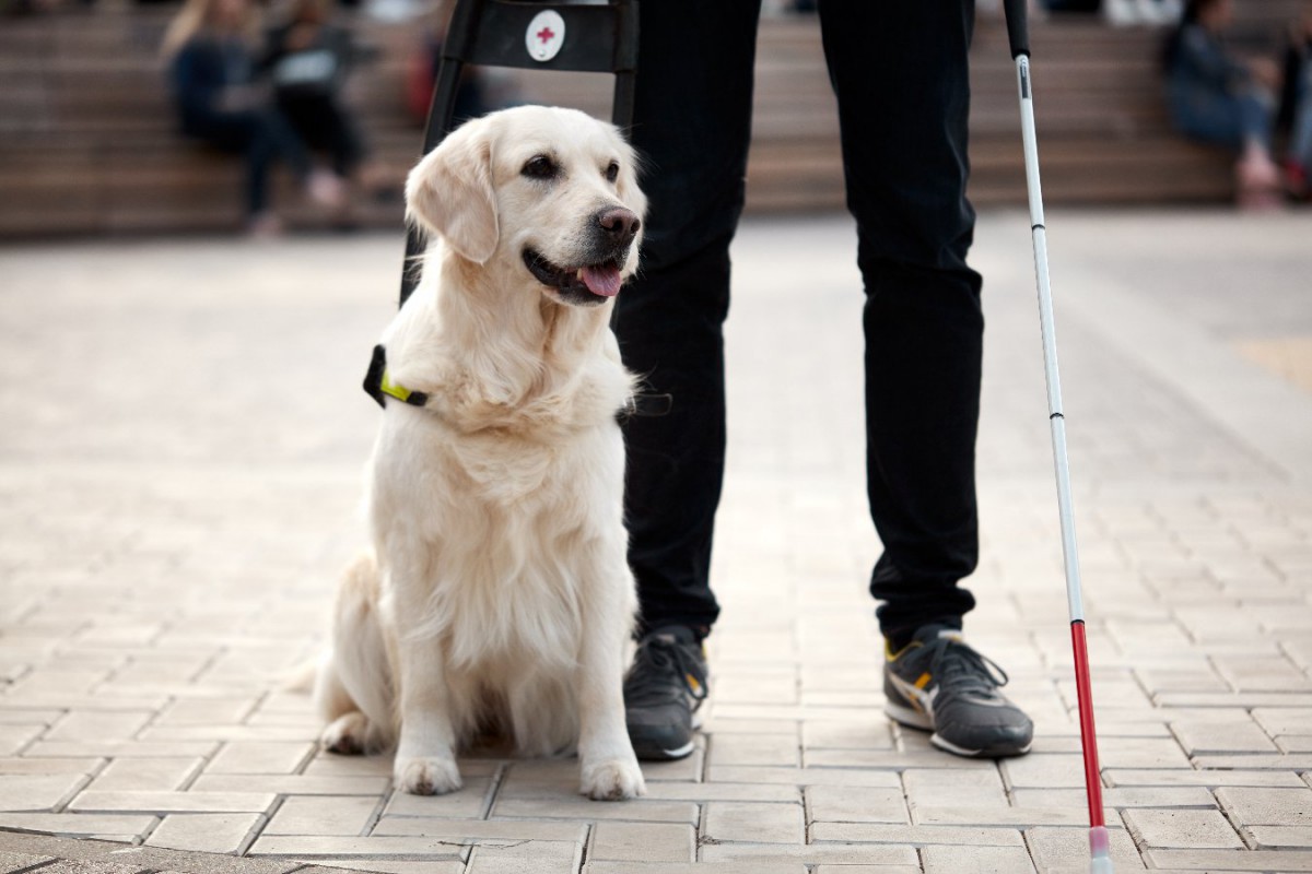 聴導犬が聴覚障害者にもたらす影響を具体的に調査【研究結果】