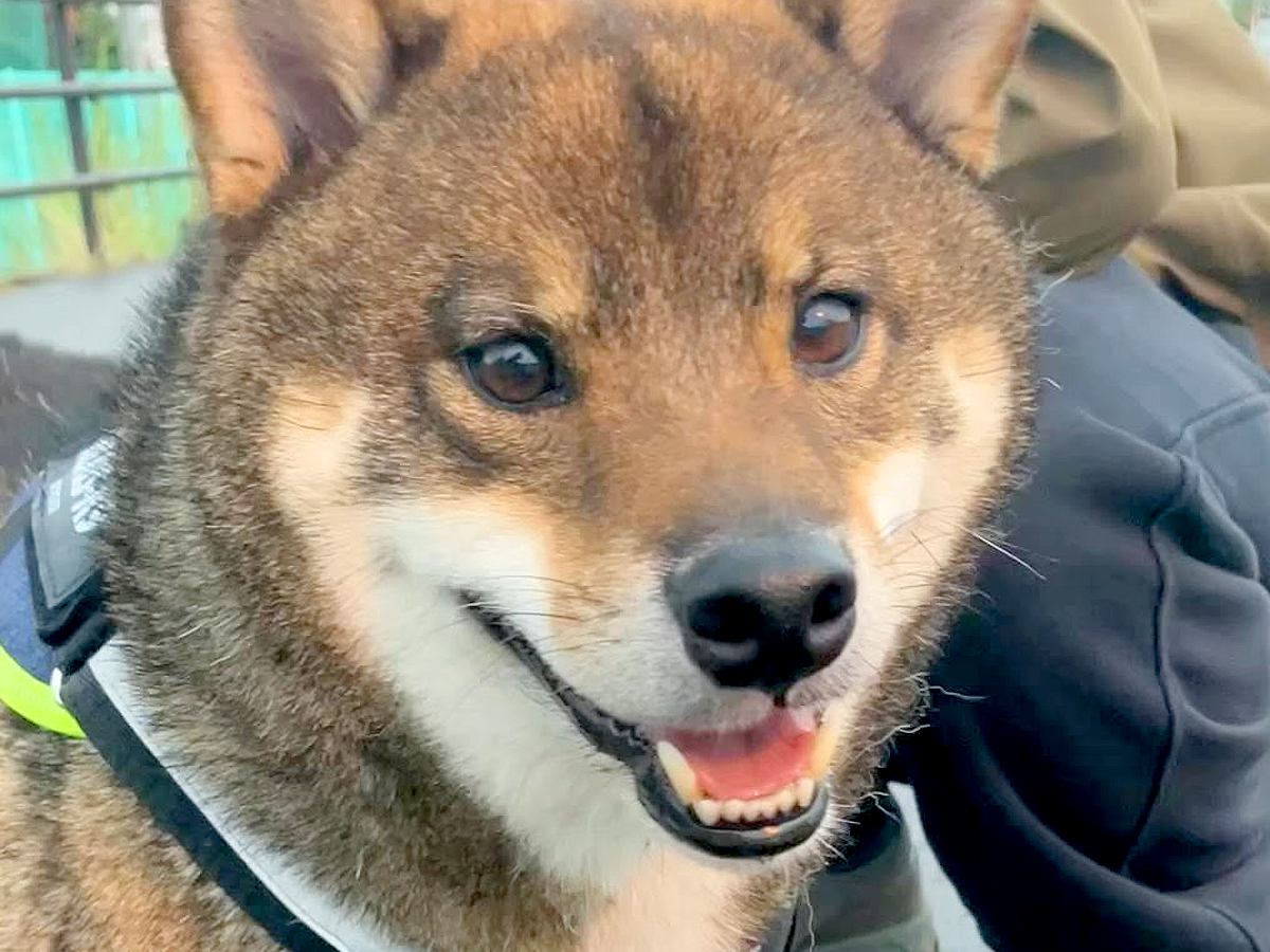 ゴキゲンで散歩している犬→突然大雨が降ってきて…次の瞬間に見せた『まさかの表情』が可愛すぎると７万再生「必死なの分かる」「お耳がｗ」