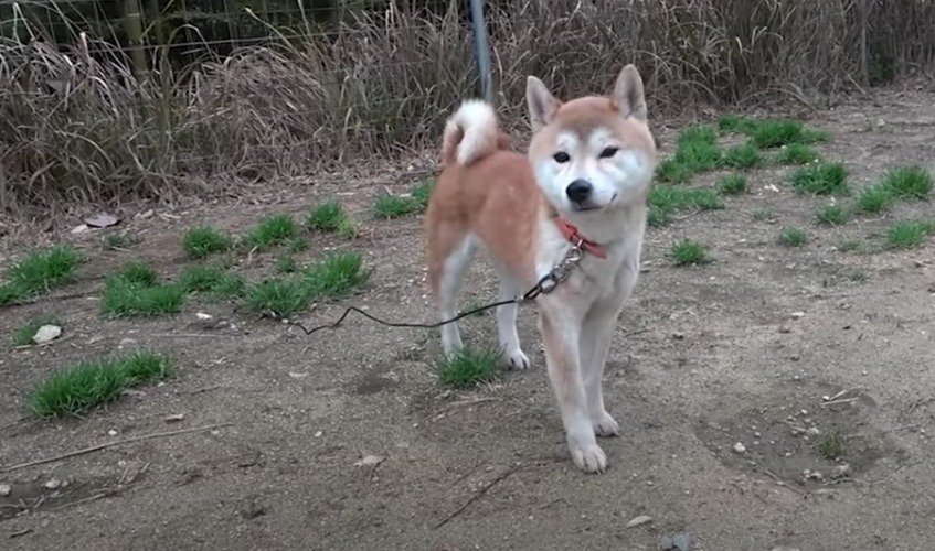 【柴犬を迎える前に】『噛んだから』飼育放棄された柴犬エガちゃん