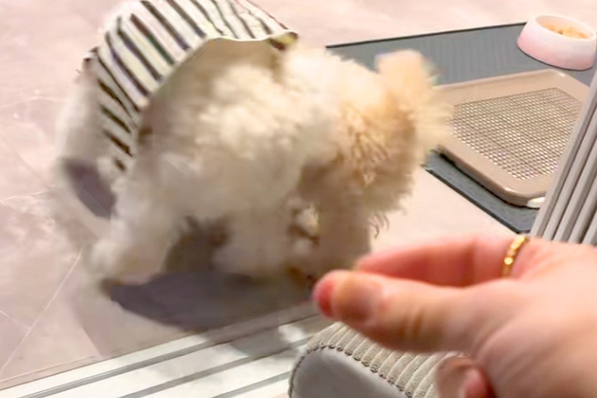 世界一スマートな『犬のケンカの止め方』が話題に　カッコよすぎる『まさかの方法』が34万再生「魔法が解けたかのようｗ」「どんなしつけｗｗ」