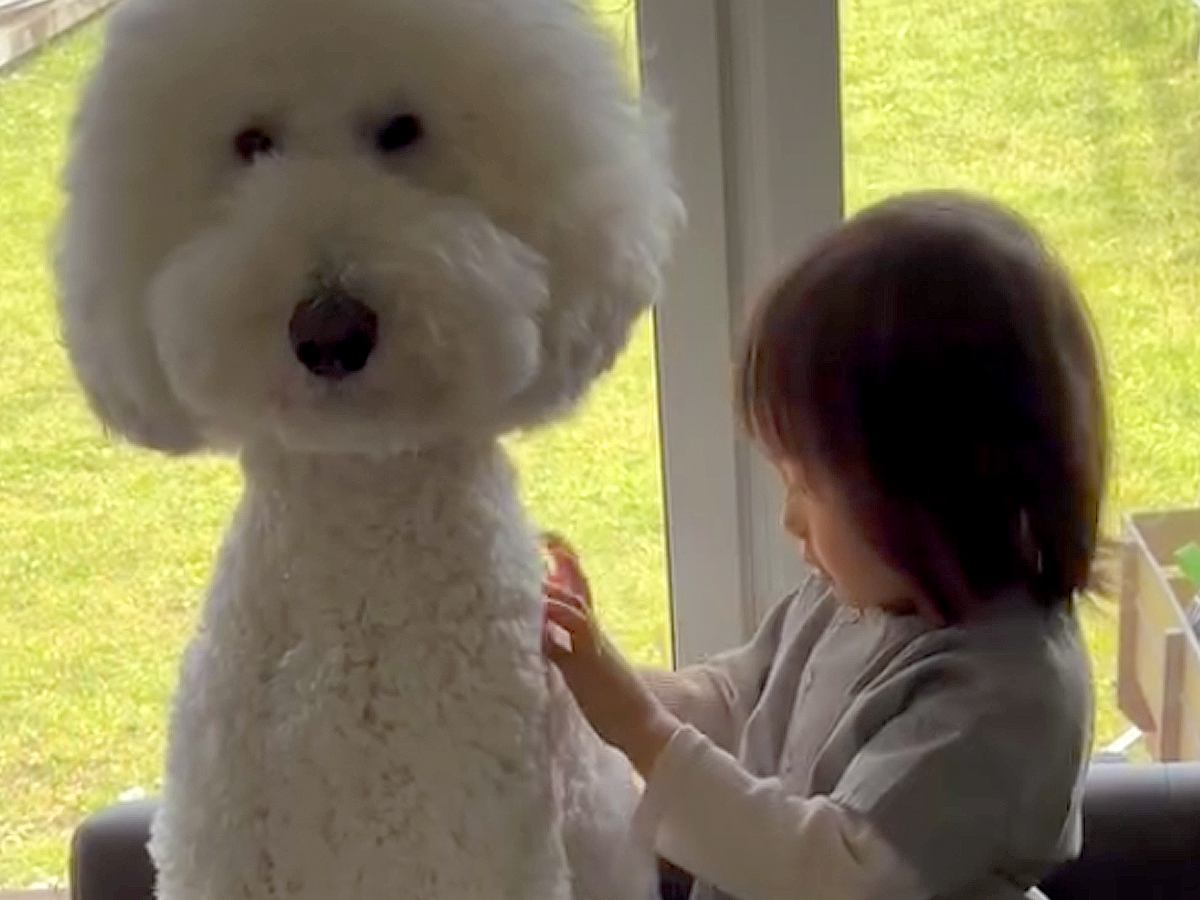 男の子に『大型犬の背中にはチャックがあるんだよ』と言った結果…まさかの『尊すぎる光景』が14万再生　一生懸命に探す様子に思わずほっこり