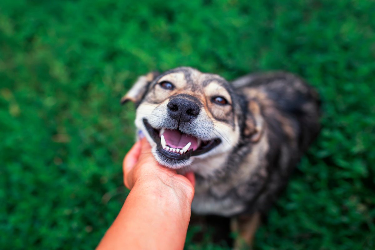 犬が最高だと思う『スキンシップ』6選　愛情を伝えるために飼い主がすべき接し方とは？