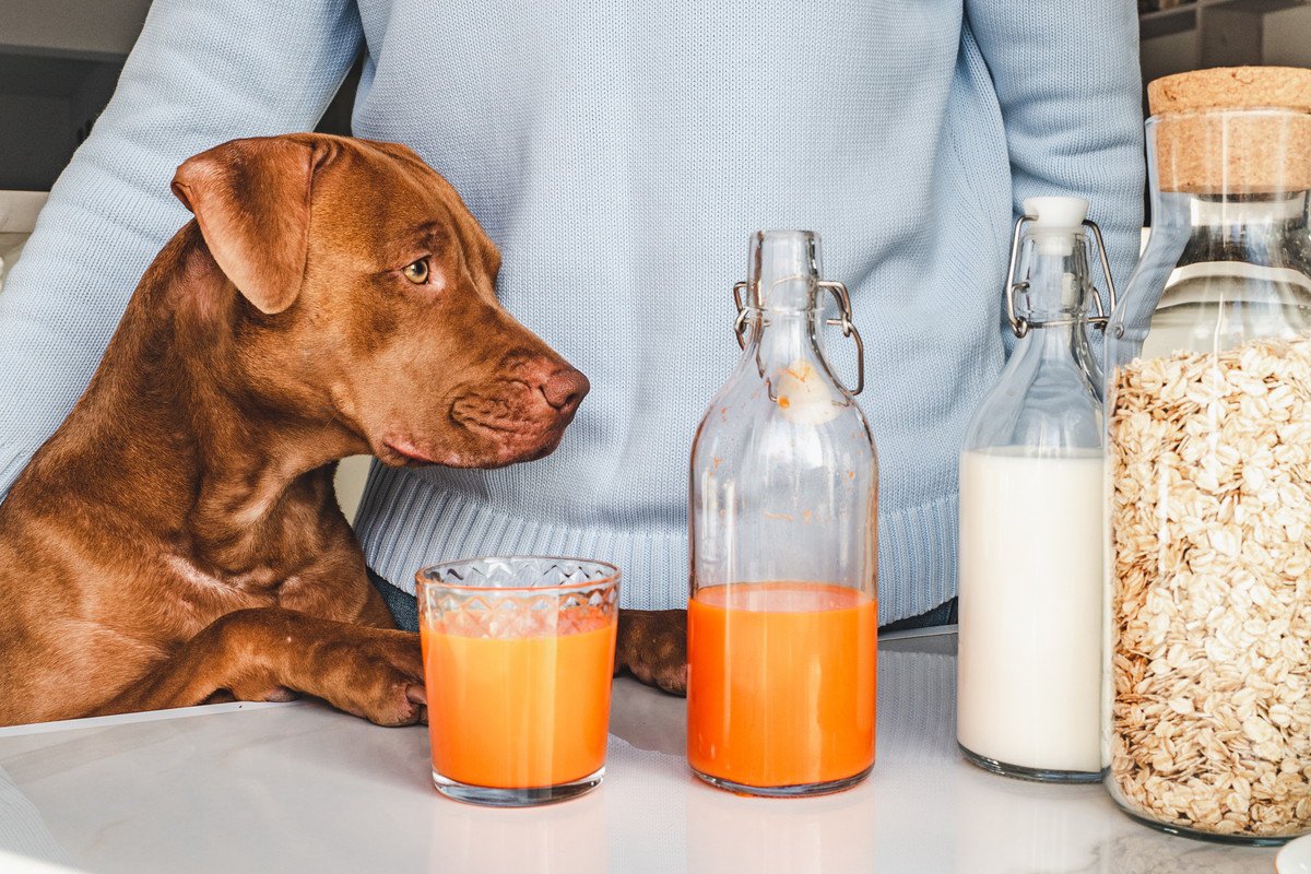 犬に市販の野菜ジュースを与えるのは絶対にNG　人間用を飲ませてはいけない理由や及ぼす悪影響について解説