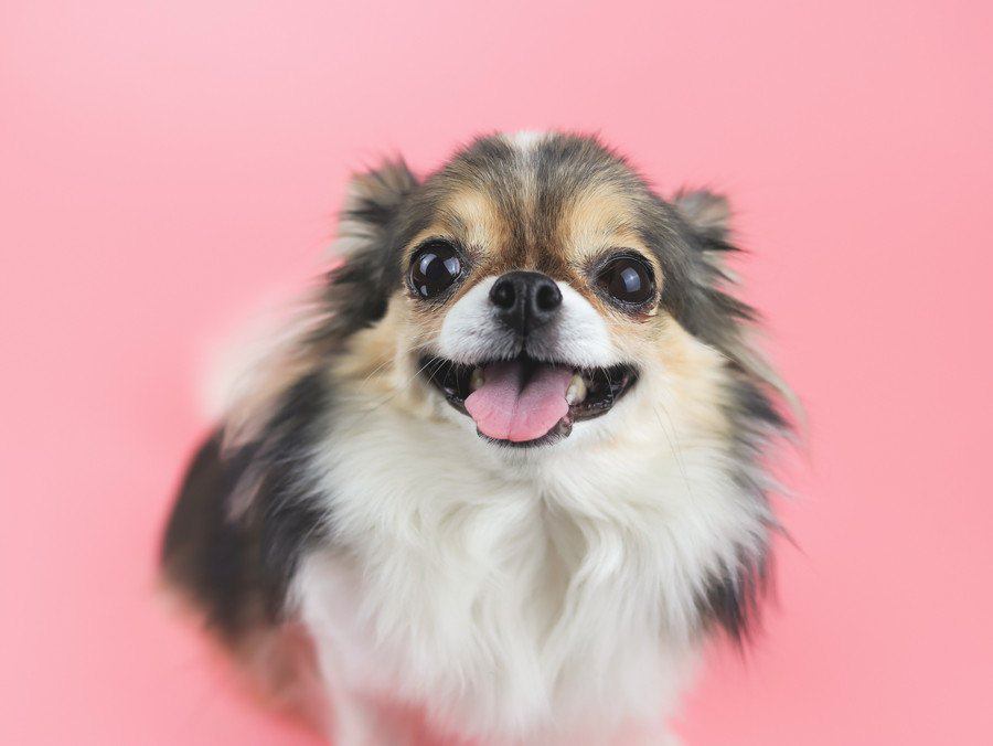 犬が飼い主に催促している時の行動7選