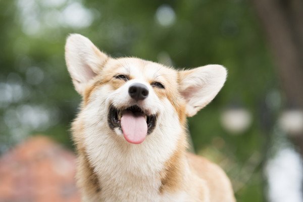 犬が見せる幸せサイン5つ！見れたら幸運な絆の証