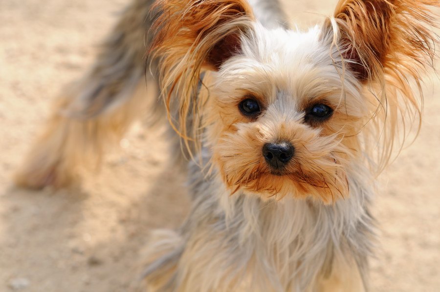 犬の毛ヅヤが悪くなるダメな生活習慣３選