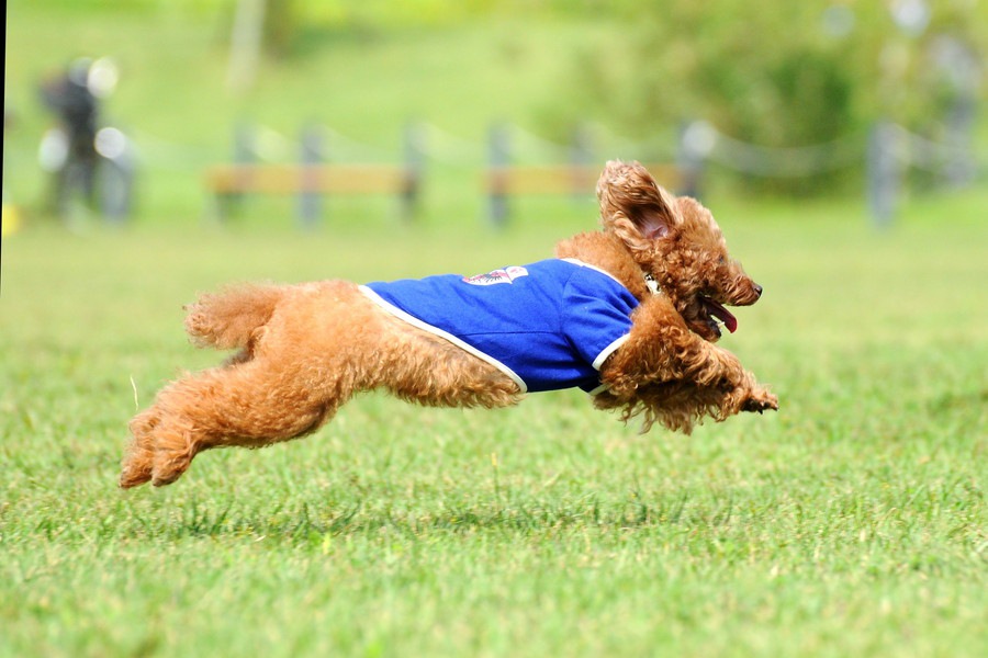 犬の社会化にドッグランは効果的？