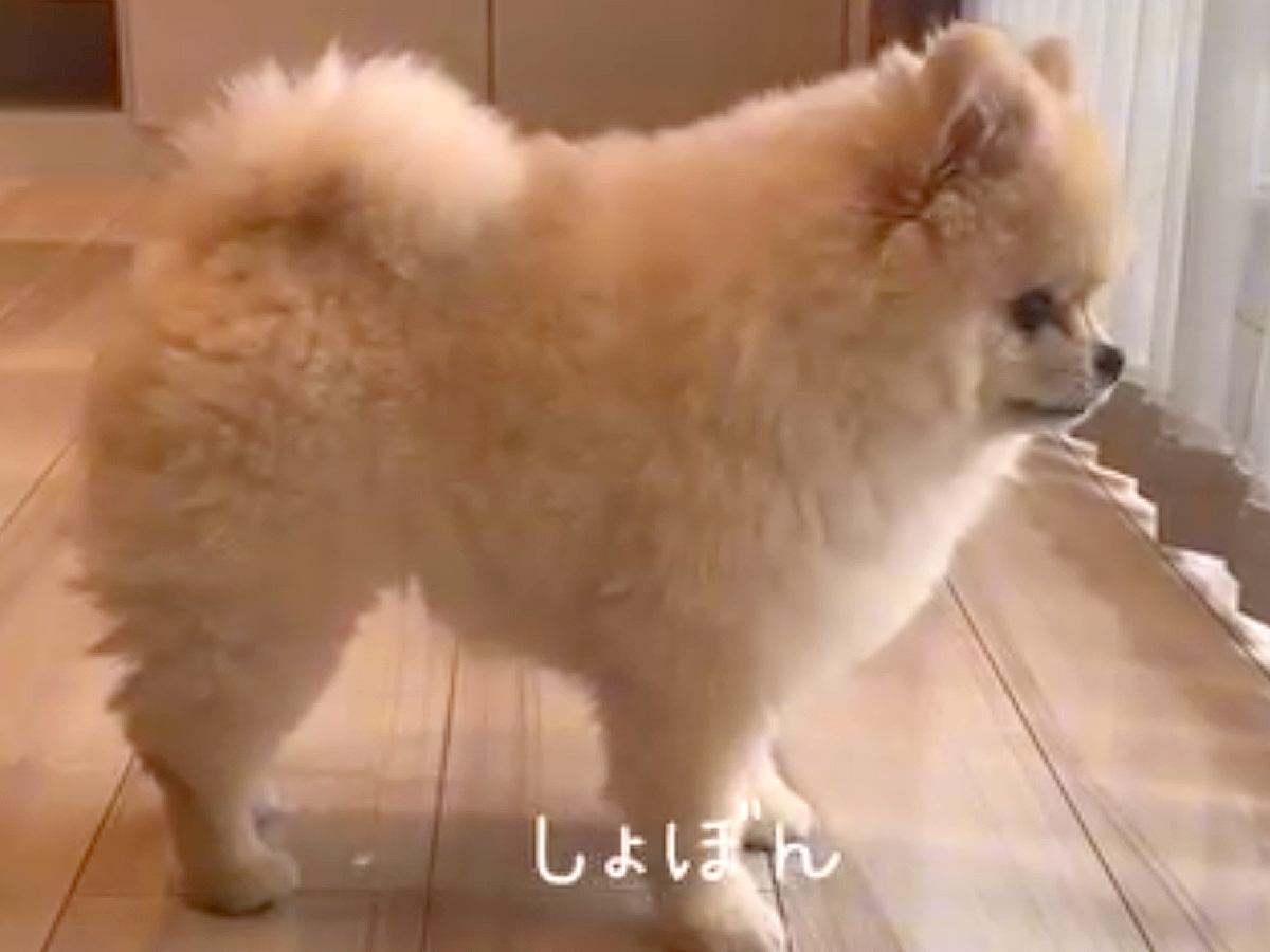 中学生の女の子がお出かけをしようとしたら、話を聞いていた犬が…全てを察して見せた『尊い行動』と結末が67万再生「お顔最高」「しょぼんｗ」