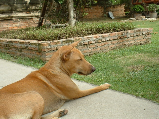 タイは犬の楽園？実は様々な事情を抱えた国だった！