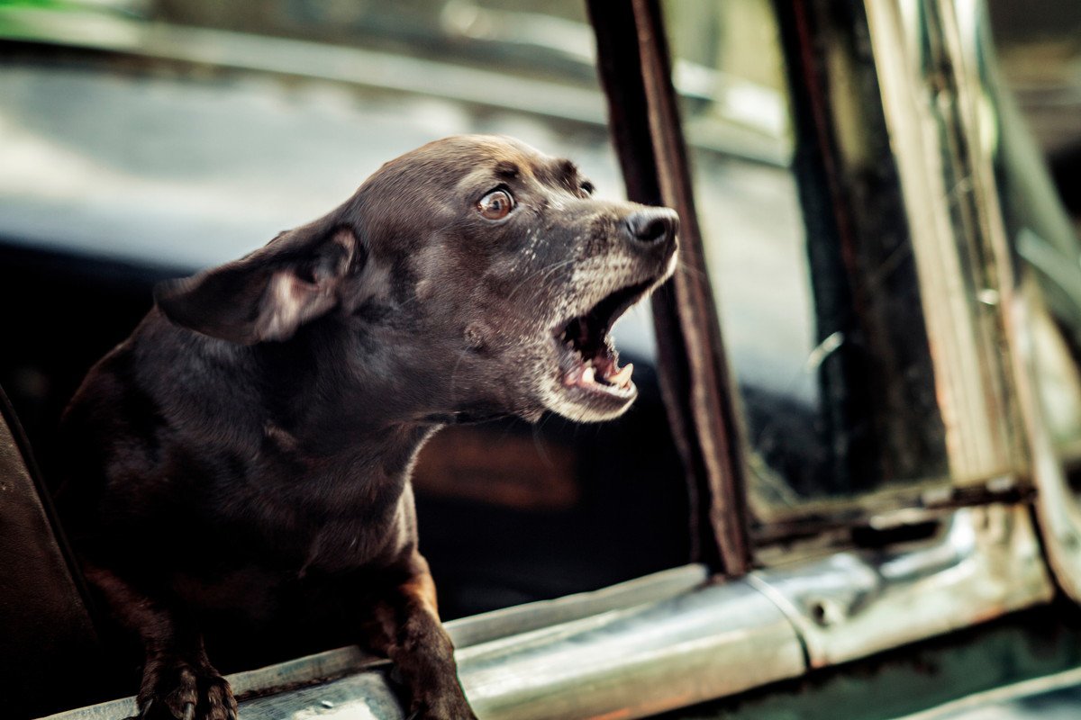 犬が他人に吠えてしまう『4つの心理』逆効果になる行動や吠えさせないための対処法まで