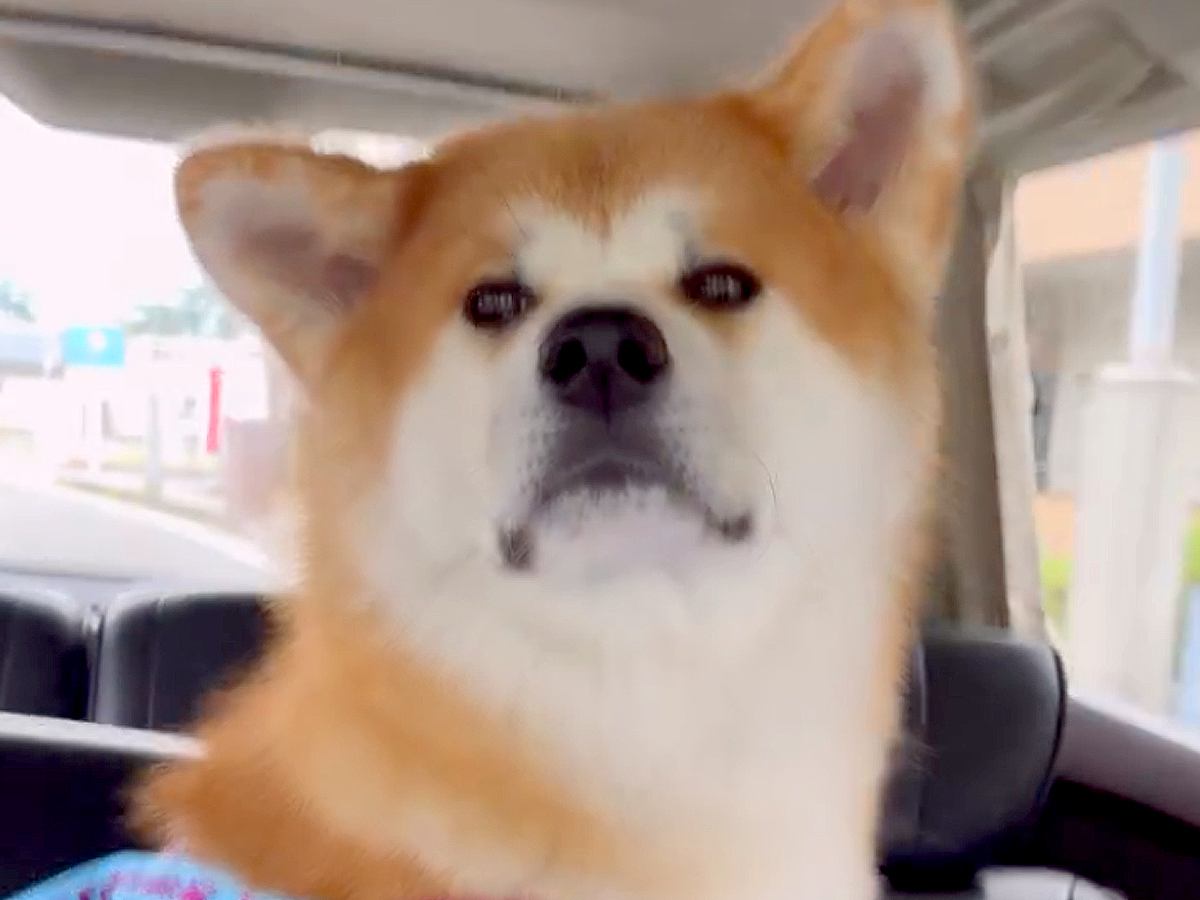 『家族とのお別れ』だと思い込み、テンションが低い秋田犬→駅を通り過ぎると…勘違いに気付いた瞬間の『表情の変化』に反響「全然違うｗ」