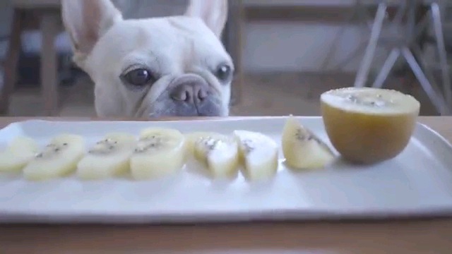 食べたかったよ～！数秒でキウイを完食したフレンチブルドッグさん