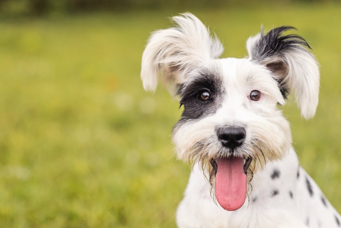 犬のおむつとおむつカバーの作り方！用意するものと注意点