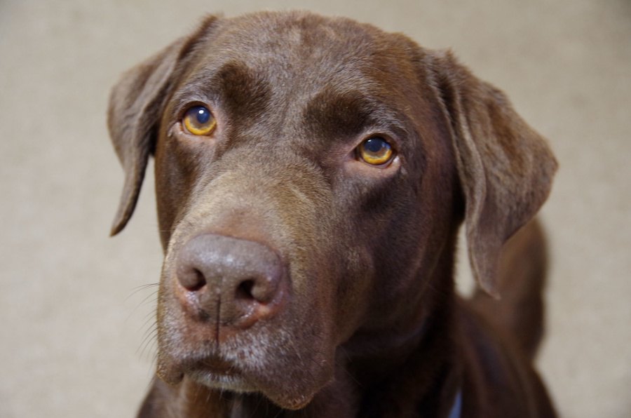 犬が『絶対に許せない』と思っている飼い主の行動５つ