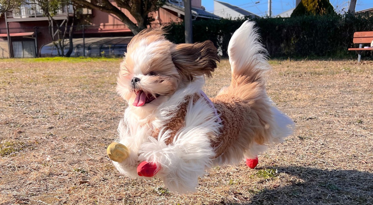 「低めの飛行犬」とびきりの笑顔で低空飛行を楽しむ姿が可愛いと話題