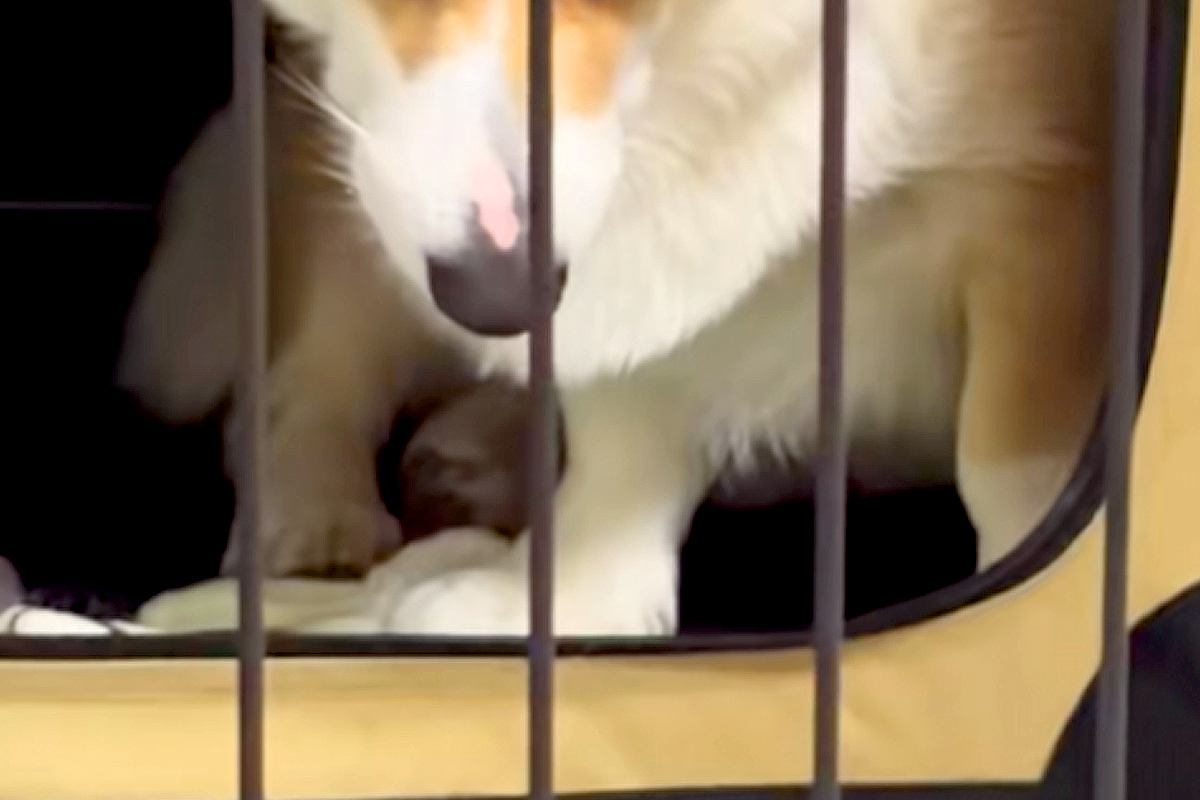 訳あって『犬にハウスをさせた』結果→柵越しにブチギレてしまい…怖すぎる『衝撃の表情』に反響「顔に出過ぎｗｗ」「メンチの切り方がプロで草」