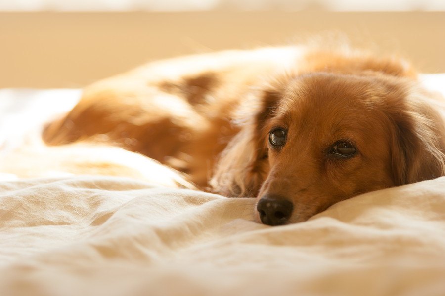 犬が『風邪』をひいた時の初期症状２つ！悪化するとどうなる？