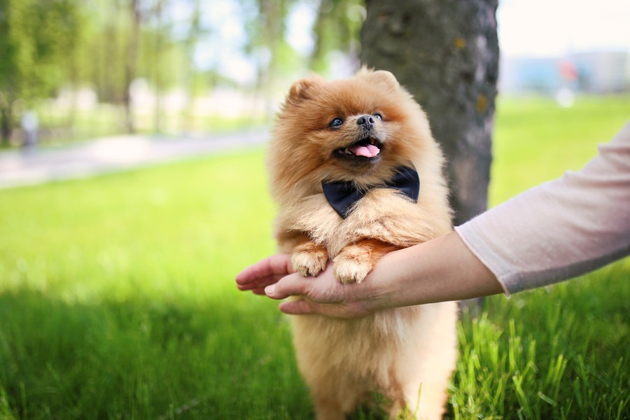 厳選！フレンドリーな犬種2選